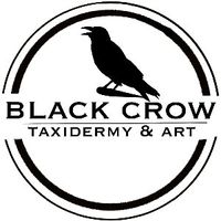 Black Crow Taxidermy & Art Profile Picture