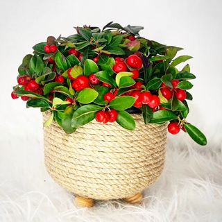 Medium gaultheria with handmade pot
#gaultheria #plants #plantes #plantcollection #plantcollector #sale #forsale #foryou #shopping #shop #onlineshopping #online #indoorplants #outdoorplants