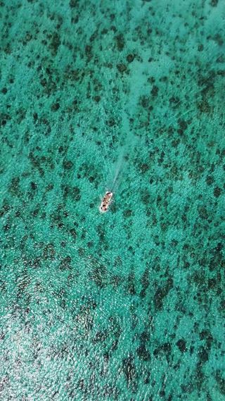 Dive into Komodo Island's oceanic wonders! Chart your course through crystal-clear waters, uncovering the mesmerizing beauty of untouched coastlines. This is more than a journey; it's an aquatic adventure waiting to unfold.

#samsarasamudra #samsaracollection #luxuryyacht #indonesia #wonderfulindonesia