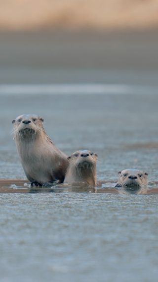 My Life Through The Lens🔭

📸 @sonyalpha  A7IV X2
🔎 @sigmacanada 150-600 Sport & @sonyalpha  85mm 1.8
🧍Shot on @3leggedthing  tripod 
💻Edited/colour graded in @davinciresolvestudios 
@peakdesign Wrist strap
@smallrig.global  Top Handle 
@smallhd Action5 External Monitor
@rodemic  Wireless Go II Mic
@nisiglobal  Pro Nano Variable ND
@lexarmemory CFExpress & Sony Toughcard
.
.
.
.
#wildlife #britishcolumbia #sigmacanada #sonyalpha  #rawcommunity #nature #davinciresolve
