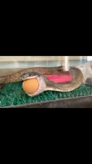 This isn’t something you see every day!
 
Meet Pearl, our newest Animal Ambassador! She is a gray rat snake and loves eggs! Click below to see her consume an egg whole and maneuver it through her digestive tract. Later, she will crush the eggshell with her impressive muscles to absorb the yolk and its nutrients. Eventually, she will excrete most of the shell. How cool is that?
 
You can see Pearl in the Nature Center at Penitentiary Glen Reservation daily from 9 am to 5 pm. For more information, click on the link in our bio.

#wildlifewednesday #wildlife #snake #snakes #snakesofinstagram #your_wild_ohio #grayratsnake