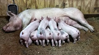 Swipe left and turn your sound on!

Feeding time for piglets at Lake Metroparks Farmpark.

#piglets #pigs #pigsofinstagram #farmanimals #babyfarmanimals #babypiglets #farmlife #farmpark #cutenessoverload #bestoftheglobe_farmlife #bestofthebuckeyestate #beautiful_ohio_scenes #tourlakecounty #tourlakecountyoh