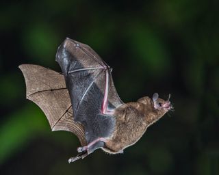 The Ohio Bat Conservation Plan was initiated by the Ohio Division of Wildlife and the U.S. Fish and Wildlife Service. The goal was to help prevent the spread of White Nose Syndrome and address an action plan in the event it came to Ohio. In 2011 before the plan was complete, the first case of White Nose Syndrome occurred in Ohio. White Nose Syndrome has resulted in the largest decline in bat populations in North America. Some species have lost more than 90 percent of their population, resulting in four of 11 native bat species listed as endangered in the state.

In 2018, a new Ohio Bat Conservation Plan was created to guide conservation for all bat species including White Nose Syndrome population recovery efforts. YOU can be a part of the collaborative effort to help bats by visiting mwbwg.org to learn about citizen science projects and other ways to get involved. There are many steps you can take to help these amazing creatures:

• Be a bat ambassador—spread the word about their amazing qualities and importance.
• Turn off unnecessary lights to promote a dark environment for bats.
• Promote natural habitat around your home by leaving dead or dying trees for bats to roost in.
• Limit the use of pesticides—bats are a great natural pest control.
• Install a bat box—providing shelter is a great way to promote a healthy environment for bats.
• Remove unwanted bats humanely by contacting a professional. It is illegal to intentionally harm or kill a bat. 
#wildlifewednesday