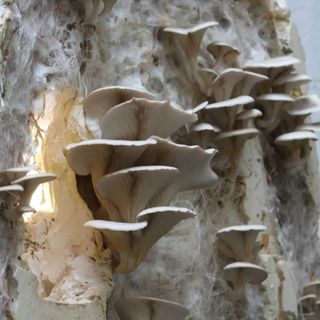 La Nébuleuse
Vernissage le 6 juin à 18h à l'Orangerie au Parc de la Tête d'Or.
L’exposition présente les travaux de quinze artistes adhérent·es à @argo.asso, association qui contribue à la mise en relation des travailleur·euses de l’art en Rhône-Alpes, et à la valorisation de ces métiers par le biais d’interventions et d'expositions collectives.

Photo : détail de Pan the mushroom man, sculpture co-créée avec @ria.tortilla.art

#collective #exhibition #nebulous #mycelium #art