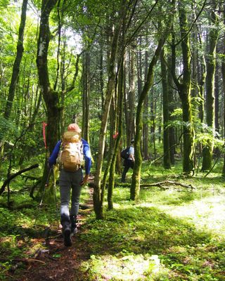 Hearing the soft pad of boots on the forest floor
Everything else muffled by moss
Beautiful sunlight filters through the canopy
Komorebi, in Japanese

Just a few of the simple joys only the slow traveller knows 🌿

#slowtravel #hiking #nature #offthebeatenpath #offthebeatentrack #walkjapan

📸 @ng.nhan1503