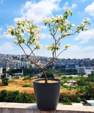Bonsaï bougainvillea white 10 years
#bougainvillea #bonsaitree #bonsaiworld #bonsaigarden #bonsai #bonsaiflower #bonsailovers #bonsailove #flower #flowers #fleurs #fleur #fleures #sale #foryou #forsale #shopping #shop #online #onlineshopping #indoorplants #outdoorplants #tropicalplants #plante #plantetropicale #plants #plantes #plant