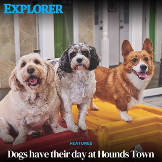 Some dogs have it better than people — especially at Hounds Town, a new doggie day care.

🔎: Story at tucsonlocalmedia.com/explorernews
📸: Karen Schaffner/Staff

#explorernewspaper #explorernews #tucsonlocalmedia #houndstown #houndstownmarana