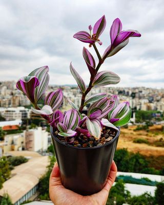 Tradescantia nanouk with black ceramic pot
#tradescantia #tradescantiananouk #tropicalplants #plante #plantetropicale #plants #plantes #plant #plantforsale #sale #foryou #forsale #shopping #shop #online #onlineshopping #indoorplants #outdoorplants
