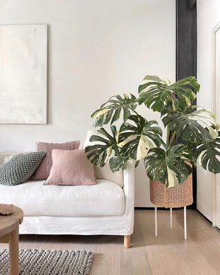 Monstera deliciosa variegata thai constellation
#monsteravariegata #monsteradeliciosa #monstera #monsterathaiconstellation #tropicalplants #plants #plantes #plantforsale #plante #plantetropicale #plant #rareplants #foryou #forsale #sale #shopping #shop #online #onlineshopping #indoorplants #outdoorplants