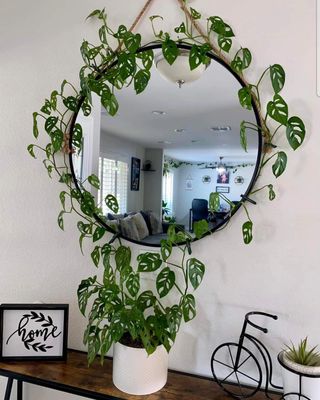 Good idea monstera adansonii
#goodidea #monstera #monsteraadansonii #tropicalplants #plantaddict #plants #plantes #plantforsale #plante #plantetropicale #plant #indoorplants #outdoorplants #sale #foryou #forsale #shopping #shop #onlineshopping #online #rareplants