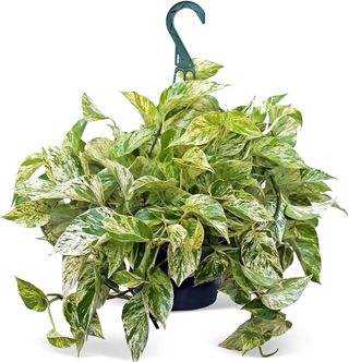 Pothos marble queen 
#pothos #pothosmarblequeen #tropicalplants #rareplants #indoorplants #outdoorplants #plantaddict #plants #plantes #plantforsale #plante #plantetropicale #plant #hanging #sale #foryou #forsale #shopping #shop #online #onlineshopping