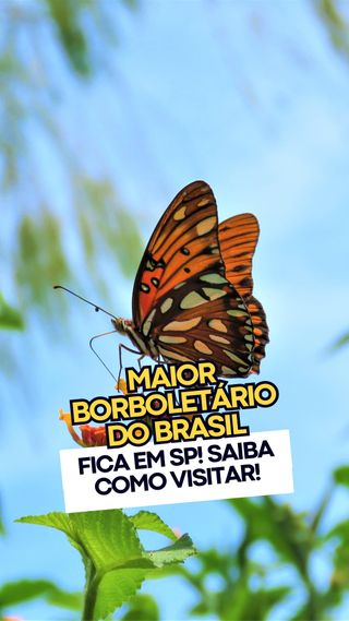 🦋JÁ CONHECE O BORBOLETÁRIO DE SP?🦋

É o maior borboletário privado do país onde você pode ver de perto diversas espécies de borboletas e até tocá-las! 

Impossível não se encantar com a beleza desses insetos! ✨

E mais: você pode aprender sobre o processo de metamorfose das borboletas e ainda participa de outras atividades! 🐛 Veja o que tem por lá:

🔸 Piscina de lama
🔸 Labirinto gigante
🔸 Oficina de Circo
🔸 Pesca esportiva 
🔸 Minigolfe 
🔸 Trilhas na mata 

❗ IMPORTANTE: o @borboletariodesaopaulo abre somente em dias específicos, mas pode não abrir se a previsão do tempo não for favorável.

🗓️ Em DEZEMBRO, as datas previstas de abertura são 7/12 (sábado) e 8/12 (domingo).

💰 R$34,50 (meia) e R$69,00 (inteira)
📌 Ingressos vendidos no local
⏰ 10h às 16h
🍴 Há restaurante no local, por R$59,00 por pessoa -  buffet com sobremesa

👉👉 Comente BORBOLETA e receba os detalhes por direct!
.
.
.
. 
.
.
Imagens ilustrativas / Mojo
.
#passear #passeioemfamilia #diversaoemfamilia #oquefazeremsp  #spcriancas #borboletáriosp
. 
https://saopauloparacriancas.com.br/borboletario-sao-paulo/