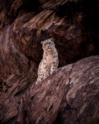 The 11-night journey into the former Tibetan Buddhist kingdom – guided by National Geographic photographer @mattiasklumofficial and Expedition Leader Behzad J Larry – offers an intimate glimpse into the region’s rich culture and history while pursuing the rare and elusive snow leopard.
.
Link in bio

#Experientialist @journeys_with_purpose @farcomms @incredibleindia @zanmerusteffgen #TravelIndia #WildlifePhotography #NatureLovers #CulturalJourney