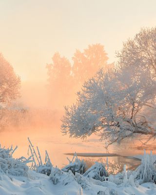 In her book “Wintering,” author Katherine May says, “Plants and animals don’t fight the winter; they don’t pretend it’s not happening and attempt to carry on living the same lives that they lived in the summer. They prepare. They adapt. They perform extraordinary acts of metamorphosis to get them through. Winter is a time of withdrawing from the world, maximising scant resources, carrying out acts of brutal efficiency and vanishing from sight; but that’s where the transformation occurs. Winter is not the death of the life cycle, but its crucible.” 

The Winter Solstice offers us a gentle invitation to go deep, to reflect, to rest and renew. Emily Ruff and I invite you to join us for a special ceremony to honor the Winter Solstice tomorrow at 5pm ET. Visit the link in my bio @rosemarygladstar to register to join us!

https://rosemarygladstar—sagemountain.thrivecart.com/moon-medicine/63868bcc6506f/