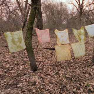 Invasive buckthorn/honeysuckle brush burning & natural dye workshop 🔥 🎨