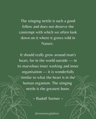 What plant is delicious, deeply nourishing, makes fine fabric, grows almost everywhere, and—like a spirited menopausal woman—is tender when treated well, but prickly if not?

Nettle, of course.

It’s one of my all-time favorite herbs—rich in nutrients, beloved in the kitchen, and surprisingly generous as medicine. Though scientists have sometimes dismissed it and farmers call it a weed, nettle continues to shine in herbal traditions around the world. A simple tea or a bowl of steamed nettles can do wonders.

Curious to learn more? The Science & Art of Herbalism course is on sale for a limited time—now’s a beautiful moment to deepen your herbal journey. Tap the link in my bio @rosemarygladstar to sign up now!

#nettles #stingingnettles #Urticadioica #rosemarygladstar #scienceandartofherbalism #herbalism #herbs #herbalist
https://scienceandartofherbalism.com/product/the-classic-printed-plus-online-course/
