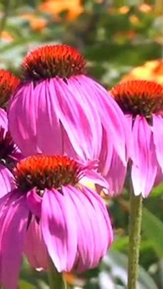 What are the plants sharing with you?

This video is excerpted from Rosemary’s Remedies. Watch the full video series in The Science & Art of Herbalism course…on sale until midnight tomorrow!

Learn more at the link in our bio @rosemarygladstar 

#herbalists #herbalism #scienceandartofherbalism #rosemarygladstar #plantallies #plantelders #garden #gardencore #gardenjoy #plantspiritmedicine 

Excerpted from 🎥by @learningherbs 
https://scienceandartofherbalism.com/product/the-classic-printed-plus-online-course/