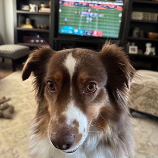 Me: Trying to watch the game here, Honey. 
Honey: But I want some pets, mom! 🏈🐶 
Who DEY! Do your furry friends let you watch the game or do they demand belly rubs? 🐾 #ladypugbiscuits
