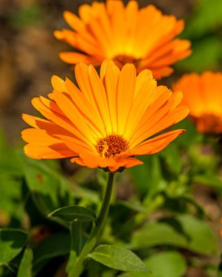 We were chatting with herbalist 7Song the other day about his upcoming class for Plants for the People. The conversation turned to the “perks” that teachers and sponsors are offering summit attendees.

With his trademark playfulness, 7Song asked, “Are there any plants that you’d call…perky?”

Immediately, Calendula came to mind—our chosen summit plant ambassador.

Calendula, with her bright golden blooms that follow the sun across the sky, is a plant of resilience and cheer. She tends to the skin with gentle healing, eases inflammation, and brings light to weary spirits. A flower of warmth and endurance, Calendula feels like a living embodiment of “perkiness”—always lifting, always shining, always reminding us that healing can also be joyful.

🌼 Just as Calendula offers her gifts, every summit registrant will receive exclusive “perks”—special offerings from our presenters and sponsors designed to extend the teachings and give back to the community. Think discounts, downloads, and treasures that continue the circle of care long after the summit ends. We’ll be adding more in the coming weeks, so be sure to check back often and see what new surprises await.

Check out the summit perks (and while you’re there, be sure to register). 

Tap the link in our bio @rosemarygladstar to register for free now!

https://www.plantsforthepeople.com/perks/