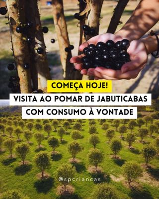 JABUTICABAS FRESQUINHAS DIRETO DO PÉ! 😋🥰

👉 Comente POMAR e envio todas as informações

Passeio na natureza: o @parquemaeda, além de todas as atrações, conta com um pomar de jabuticabas com mais de 700 pés!

O valor do passeio para acessar o pomar é de R$ 25,00 por pessoa, e este preço inclui o consumo ilimitado da fruta no local. Para aqueles que desejam levar a fruta para casa e prolongar a diversão, é possível adquirir uma cumbuca por R$ 15,00.

Além do pomar, o Parque Maeda também conta com uma infraestrutura completa de lazer que pode ser aproveitada por meio do Day Use que inclui almoço à vontade e acesso a diversos passeios e atrações, que custa a partir de R$100 por pessoa.

E QUANTO CUSTA A VISITAÇÃO AO POMAR?
💰 R$ 25 por pessoa - Crianças até 4 anos não pagam.
⏰ Até 28 de setembro, das 09h às 17h
📍 @parquemaeda – Rodovia Deputado do Archimedes Lammoglia, KM 18, Chácara São João

https://saopauloparacriancas.com.br/pomar-de-jabuticabas-parque-maeda/

📷 Reprodução: Parque Maeda