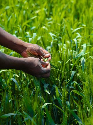 Framed Echoes: Life at the Tip of Your Fingers

During my time in Africa, I came to realize how much we in modern nations take certain things for granted — agriculture being one of them. The immense effort, resilience, and dedication it takes to bring food from the field to the table is a struggle unlike any other.

In this photograph, an agronomist holds in his hands the reward of his labor — a simple yet profound reflection of life’s essence.

Captured with a Canon.