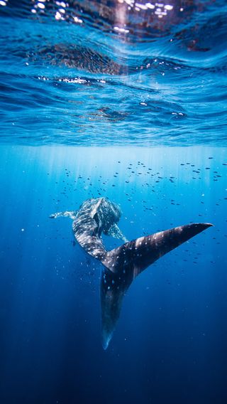 For our Salvador Rising issue, Martin Perry ventured to Sal Salis, an eco-luxury wilderness camp in Cape Range National Park. Surrounded by unbroken desert landscape, the camp invites travellers to surrender to a gentler rhythm of living, and to come face to face with some of Australia’s richest marine life on the Ningaloo Reef.
.
Order or download your copy today at the link in bio.

@salsalisningaloo 

Shot by @martinperrystudio and @justybumpstead