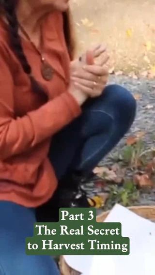 Here’s the real secret of herbalism:
It was never just about the remedies.
The tinctures and teas and salves are wonderful, of course. But the heart of herbalism lives in relationship.

It lives in noticing how a plant unfurls, blooms, seeds, and rests…
in understanding when its energy is at its fullest…
in honoring the medicine held in its roots, leaves, and flowers.

When you approach the plants with this kind of reverence, your whole practice deepens into a sacred exchange rather than simple use.

In Rosemary’s home study course, The Science & Art of Herbalism, you’ll learn this relational way of working with the plants while making remedies for your family and community. And right now, the course is on sale—save over $315 and receive a special bonus when you enroll before midnight on Dec 1.

Comment “harvest” and we’ll send the link your way.

Filmed at @sagemountainherbal 💖

https://scienceandartofherbalism.com/product/the-classic-printed-plus-online-course/