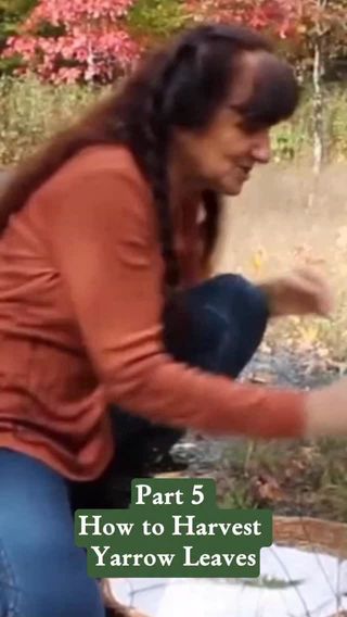 Join me in my home study course, The Science & Art of Herbalism. In this 150+ hour program, you’ll learn how to identify, grow, and harvest herbs, how to build an apothecary, how to create herbal protocols and remedies, and—most importantly—you’ll build a deep relationship with the plants. 

Enroll by midnight on December 1 and save over $315 on the course PLUS receive a special bonus: a signed copy of Rosemary’s book, Medicinal Herbs: A Beginner’s Guide!

Comment ‘harvest’ and I’ll dm you the link to join today!

Filmed at @sagemountainherbal 

https://scienceandartofherbalism.com/product/the-classic-printed-plus-online-course/