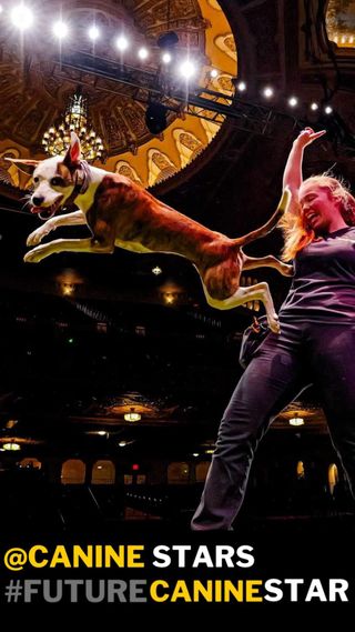 Are you ready for it???! 👀

🥁🥁🥁

🌟 The Canine Stars are inviting YOU to be a part of our Youth Performer Mentorship Program! We want to help support and train the next generation of amazing dog trainers and performers. The Canine Stars would like to give you the chance to train with us and learn the ins and outs of performing with your dog.

After you’ve participated in the program, you will also get the chance to perform with us when we have a show near you! 🤩
We’re accepting applications from December 17th through January 1st, and we’ll invite 5 youth to join our program in 2026. 

🎉 To enter this competition and apply to be a part of the 2026 Youth Performer Mentorship Program:

- Submit a 1-2 minute video showcasing you and your dog’s talent – and the reason why we should pick you. 📸
- Post the video on Instagram or Facebook using the hashtag #FutureCanineStar and Tag @CanineStars to apply for this amazing program. Be sure to Like & Follow us on FB and IG.
- 📩 Send us an email to Mentorship@TheCanineStars.com with a link to your posted video, along with your message to us about why you’d like to be a part of the program. Please also include your name, age, location, your dog’s age, dog’s name, and if your dog is a rescue or from a shelter. 🐾

🟡 Deadline to post is January 1, 2026.
We will announce winners on January 4th, 2026 🥳

😍 We can’t wait to see your videos! Be sure to Follow and Like us on Facebook and Instagram, @CanineStars, so you’ll be updated when we highlight some of the applicants, or when we make any announcements about the program. AND SO YOU’LL FIND OUT IF YOU’VE BEEN CHOSEN! 🤩

#FutureCanineStar #CanineStars #JrDogTrainers #Stuntdogs #StuntDogSchool #YouthDogTrainers #DogTraining #DogTricks #TrickDogTraining