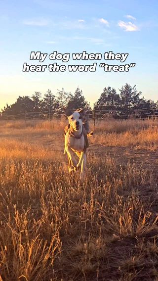 Just say the magic word ✨treat✨

When Dua, Chewy and Kevin hear that, they become unstoppable!!! 

#CanineStars #FunnyDog #HappyDogs #DogsRunning #Pitbull #RescueMix #CuteDogVideo #FunnyDogVideos #DogLife #PineBluffsWyoming #CuteDogs #DogsRunningWild