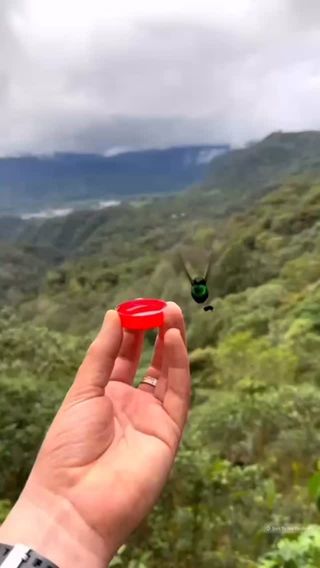 A prayer for peace from the Andes mountains of Ecuador. 🌺

Sit quietly under a giant fuchsia in the Ecuadorian Andes…
and the hummingbirds will come.  🌺🧚🏽
Dozens swoop, hover, and dive for nectar in the equatorial sun—
a dazzling dance from one of the most hummingbird-rich regions on Earth.
Proof that stillness has its rewards. ✨

Bring the wonder and magic of hummingbirds into your home on Wednesday, 5 PM ET!

http://botanicwise.com/shop/programs/webinar-events/journey-with-the-hummingbirds-with-rocio-alarcon-and-deb-soule/

#HummingbirdReel #EcuadorTravel #AndesMagic #NatureLovers #TinyWonders WildMoments PauseAndNotice