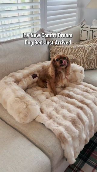 #ad shop here https://comfrt.com/JESSICA83985

Like and comment SHOP PLEASE for sale links and discount code 

Comfrt just restocked their Dreamer Pet Couch Beds 😍 on big sale and I have a code to save another 15%
