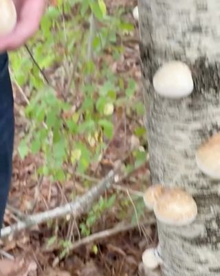 We’re delighted to have @christopherhobbs1 join The Spirit & Essence of Herbalism Apprenticeship program as a guest teacher! 

Dr. Hobbs wrote the book on Medicinal Herbs and if you’re not following him yet, we encourage you to do so! 👉 @christopherhobbs1 

In his class, Dr. Hobbs brings his decades of clinical practice and research into an exploration of medicinal mushrooms — their nutritional gifts, their role in supporting immune and metabolic balance, and the thoughtful discernment needed when choosing mushroom products today. 

We begin Tuesday, March 10 and it’s not too late to join us! Tap the link in our bio @rosemarygladstar to enroll now. 

https://scienceandartofherbalism.com/product/the-spirit-essence-of-herbalism/