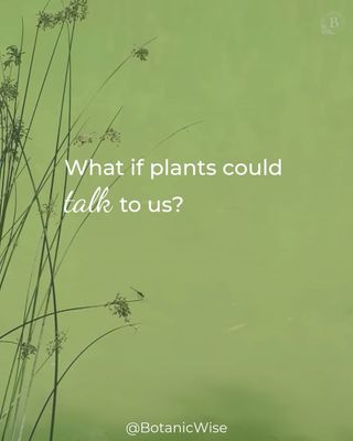 In our upcoming (and free!) webinar, Listening to Plants, Guido shares his personal story of how these ideas have shaped how he works with herbs for true healing.

In this webinar…

🌿Guido will share fascinating insights from emerging science that echo what plant traditions have always known: herbalism is an ancient practice of alignment.

🌿We’ll see our herbal allies in a new light—not just as remedies we take, but as companions in our daily rhythms through feeling, resonance, and attention. And how these companions can slowly and tactfully guide our everyday experiences.

🌿Learn simple heartfelt practices that profoundly enhance your connection to the healing power of plants.

Join us on Thursday, March 26 at 6pm ET! Register now for free at the link in our B I O or comment listen and we’ll send you the link directly.

https://botanicwise.com/shop/programs/webinar-events/listening-to-plants-creativity-resonance-renewal-with-guido-mase/