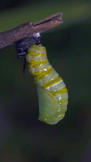 Have you ever watched the caterpillar of a monarch butterfly weave a chrysalis? It hangs golden-green among the fragrant blossoms of its favorite plant, milkweed.

For thousand of years, egg, caterpillar, chrysalis and butterfly have been intimately connected with milkweed ––a beautiful example of the Gift Cycle.

Again and again in nature, we find the Gift Cycle revealed. 

Creativity—Transformation—Rest—Renewal. 

We see these patterns everywhere: in stories of caterpillars, in the microbial communities that inhabit us, in the miracle of creation.

Tonic herbalism becomes an invitation to remember that relationship, and to respond with curiosity, humility, and care.

When we work with plants as tonics, with the rhythm of the Gift Cycle, we see plant chemistry from a different angle—one that understands our internal rhythms, systems, and behaviors as already in conversation with this chemistry, expecting its guidance rather than intervention.

From this perspective, we are not masters of the ecological mind, but participants within it…prisms through which its intelligence can flow. 

In The Tonic Way with Guido Masé, we’ll explore how to work with tonic herbs through the Gift Cycle. 

Comment gift or tap the link in our bio @botanicwise to join us!

https://botanicwise.com/shop/programs/courses/the-tonic-way-an-invitation-to-remember-with-guido-mase/