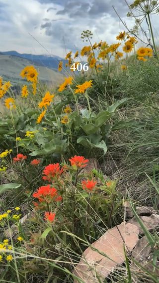 Happy 406 Day. 

Montana isn't just where we live, it's what we stand for. Protect what matters. Keep it wild. 

Tag us in your stories with your favorite 406 moments! 

#406life #keepitwild #montana #keepitpublic #wildmontana
