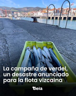 🐟 El verdel, una especie otrora muy abundante en las aguas del Golfo de Bizkaia y Atlántico nordeste, ha tocado fondo. Esta especie migra al Cantábrico en primavera desde el Norte de Europa para desovar y es objeto de explotación por parte de la flota vasca, entre otras. Este año, las capturas están marcando mínimos históricos. El pasado lunes, una veintena de embarcaciones con base en el puerto de Bermeo se hicieron a la mar para faenar a la pesca de verdel mediante el empleo de líneas de anzuelos. Entre todos los barcos apenas lograron reunir 2.000 kilos.

#pesca #bizkaia #verdeles 

📲 Toda la información en nuestra edición digital