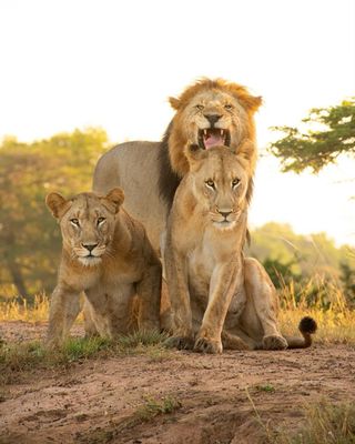 Not your typical safari: rather than facing out across open savannah, this South African lodge is folded within one of the world’s oldest and last remaining sand forests. With andBeyond behind it, you can bet on inspired design, conservation, and extraordinary wildlife sightings.
.
Link in bio
