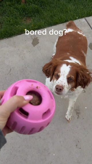 Comment “DOG” and I will send it right over to you!

This dog toy twists open, you pop a treat inside, and it keeps them busy for over 30 minutes without the usual mess. One of the best enrichment dog toys I have found yet!

#dogenrichment #dogstimulation #dogsofinstagram #woofdog #woofpupsicle