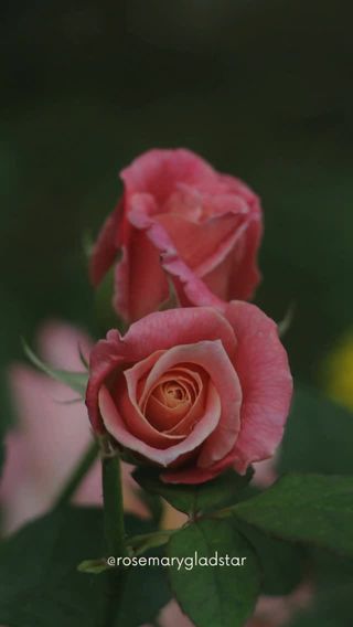 Rose has always felt to me like one of the great teachers for women. She opens the heart so gently, invites us into beauty and tenderness, and yet… she grows thorns. Such an important teaching for us, especially as women. We can be loving and openhearted while still honoring our boundaries and protecting what is precious within us.

I think Rose is an especially beautiful ally for young women as they begin learning the rhythms of their bodies and discovering their own inner wisdom. But truly, she walks beside us through every season of life.

So many of us were taught to give endlessly without learning how to care for ourselves with that same devotion. The plants remind us otherwise. They teach balance. They teach listening. They teach us how to stay rooted in ourselves.

In She Who Remembers, @jkb.journal and I spend time with these teachings through the lens of a woman’s changing seasons, the Moon cycles, and the plants that accompany us along the way.

We would love to have you join us for this journey. 🌹 Tap the link in my bio @rosemarygladstar to join. 

http://scienceandartofherbalism.com/swr