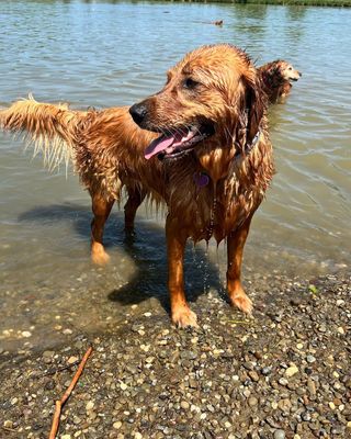 Sun’s out, tongues out! ☀️ 

It’s the perfect day for pups to cool off in the pond at Canine Meadow Dog Park—big splashes, wet paws and nonstop tail wags included. Let the season of splash zoomies begin! 💦

As a reminder, the pond is tested and treated for bacteria regularly to ensure the water is safe for pets.

Find park hours and info on our website.

📸: Jordan Savren-Streem