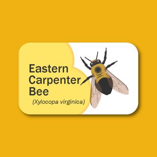 Happy World Bee Day! 🐝

If you don’t have yours yet, there’s no better time to start collecting our Year of the Bee pollinator ID cards. Each card highlights a different local bee species, with fun facts and a handy keychain design so you can build your set (all five!) as you explore.

Find them at these parks or events:
🌿 Penitentiary Glen Reservation
🌊 Jordan Creek Park
🐴 Lake Metroparks Farmpark
🌎 Earth Day (earlier this spring)
🐞 Bug Day (coming this September)

Each card reveals something unique about the species… but you’ll have to pick them up in person to read it. 🤭