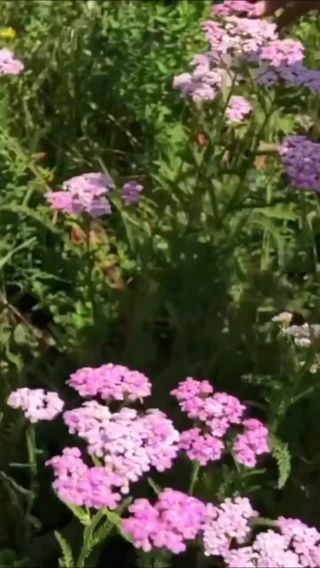 Yarrow (Achillea millefolium) is just one of the many herbs you might have in your yard that hold powerful medicine for your herbal first aid kit.

This video is excerpted from “A Walk in the Garden” video series…mention “garden” in the comments and we’ll DM you the link to join. 

(Or tap the link in our bio to learn more)

#herbalist #rosemarygladstar #herbalism #herbs #plantmedicine

https://scienceandartofherbalism.com/product/a-walk-in-the-garden-with-herbalist-rosemary-gladstar-full-package/