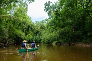 Flowing freely through the hills and bottomlands of six Tennessee counties, the Hatchie River is the last unchanneled, free-flowing tributary of the lower Mississippi River. Its 238 miles wind through dense forests, canebrakes, and swamps, supporting astonishing biodiversity.

The Hatchie is designated a Class I Natural River Area, the highest scenic river classification in the state. The river is also the only river in Tennessee with this designation applying to its entire length. Such recognition reflects the Hatchie’s exceptionally intact floodplain ecosystem, which serves as habitat for:

✓ Over 100 species of fish, including 11 species of catfish

✓ 50 species of mammals

✓ 35 species of freshwater mussels

✓ 250 species of birds, including critical habitat for migratory species

✓ Numerous reptiles, amphibians, and invertebrates, some of which are found nowhere else in Tennessee

Last year, we protected more than 1,200 acres of forest and wetlands along the Hatchie and Tuscumbia Rivers for wildlife. Read about this collaborative conservation win via the link in bio.