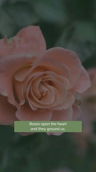 🌹 Roses are powerful medicine for young women. But the wisdom of Rose belongs to women in every season of life.

Rose reminds us that softness and strength are partners.
We can open our hearts...and stay grounded. 
We can be tender...and still have boundaries.
We can stand fully in our power...and keep our softness.
And sometimes, we need our thorns. 🌹

These are the kinds of conversations @jkb.journal and I explore deeply in She Who Remembers. We look to the plants, to our bodies, and to the wisdom women have carried for generations as guides through all the seasons of our lives.

Enrollment opens tomorrow, and we would be delighted to have you join us.

🌹 Comment ROSE below and we’ll send you a DM with the details so you can be among the first to know when enrollment opens.