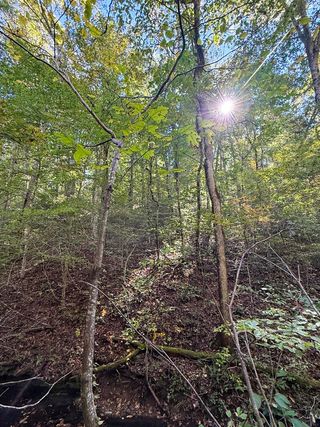 The Mayberry Hollow conservation easement protects 76 acres of lush forest, flowing streams and creeks, and critical wildlife habitat in Hickman County, Tennessee. This land is home to rare species like the coppercheek darter and plays a vital role in keeping the Duck River—one of the most biodiverse rivers in North America and a drinking water source for 250,000 people—clean and healthy.

TennGreen Land Conservancy partnered with landowner Tommy Pinkston to complete this conservation easement in 2021. The historic easement marked TennGreen's first completed Conservation Easement Assistance Fund project.

Learn more about Mayberry Hollow and TennGreen’s Conservation Easement Assistance Fund via the link in bio.