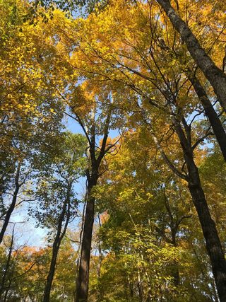 This is Lamar Cedar Glades & Woodlands, a private property in Rutherford County that has been in Jane Griffin’s family for several generations. Over the years, the land has been a homestead, a cattle farm, an equestrian farm, and now a site mostly for hiking and horseback riding.

In 2024, TennGreen helped Jane finalize a conservation easement on her land, making it the largest known privately-owned glade habitat in the area. Three species endemic to cedar glades have been found on the property: Limestone fameflower, Tennessee milkvetch, and glade cleft phlox.

On November 13, we're offering an exclusive opportunity to explore Lamar Cedar Glades & Woodlands. On this guided ~2.5-mile nature walk, you'll get to stroll beautiful lands not open to the public and learn about some of the unique species found here.

Sign up now via the link in bio.