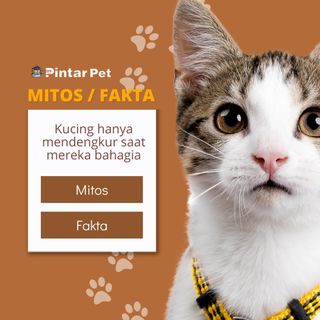 Sobat Pintar, Ternyata kucing mendengkur bukan hanya ketika sedang merasa bahagia saja loh, mereka juga mendengkur sebagai upaya menenangkan diri di saat merasa stress🐱

Jangan lupa jg follow @pintarpet & kunjungi website kami untuk informasi lengkap seputar peliharaan & dunia hewan, link website ada di BIO ya:
👉@pintarpet
👉@pintarpet
👉@pintarpet
.
.
.
.
.

#kucinganggora #dokterhewan #kucinglovers #duniahewan #faunaindonesia #kucingimut #kucing #pecintahewan #pecintakucing #kucinglucu #kucingcomel #kucingmalas #kucingkampung #meong #kucingkesayangan #binatangunik