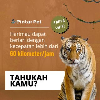 Taukah kamu bahwa harimau dapat berlari dengan kecepatan 60 kilometer/jam? 😬
Kira-kira kalo kamu bisa kabur ga ya kalau? 🤔

Share info unik ini ke temen kamu yang pecinta hewan ya 😎

Jangan lupa jg follow @pintarpet & kunjungi website kami untuk informasi lengkap seputar peliharaan & dunia hewan, link website ada di BIO ya:
👉@pintarpet
👉@pintarpet
👉@pintarpet
.
.
.
.
.

#harimau #dokterhewan #duniahewan #faunaindonesia #anjingimut #pecintahewan #pecintasinga #beruanglucu #anjingcomel #kucingmalas #anjingkampung #anjingkesayangan #binatangunik