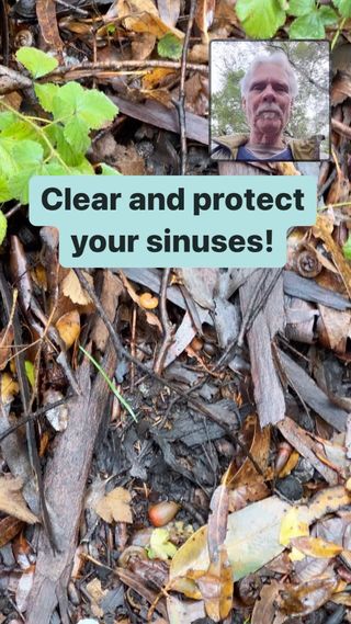 Eucalyptus extract, tea, or essential oil is an essential herbal medicine for your medicine chest.
Eucalyptus globulus is the official species and it’s originally from Tasmania. However, it has been widely planted for medicine, windbreaks and firewood around the world. It is fast growing and can get out of control.
I was just in Perú, it’s the only tree around in some places of the highlands. Peruvians use the leaves and revere them as medicines and keep buckets of the juvenile foliage around for its aromatic qualities.
It’s also widespread in southern parts of the US.
The adult or juvenile leaves will work, but the juvenile leaves are much preferred.

You can make a tea infusion, add a little honey and drink to decongest your sinuses inhibit pathogenic bacteria in your throat and upper respiratory tract.
The oil can be added to inhalers , or add one or two drops to a cup of hot water. I like adding it to a cup of peppermint tea.
During the cold and flu season it is magnificent.
The really old time cough drops called Fishermans friend contains eucalyptus, oil and mint oil and. what’s so great about it is the sugar Content is low and it contains slippery elm bark extract for soothing the throat. These essential cough drops are available at many grocery stores or supermarkets.
Much preferred to the hard candy cough drops that you usually find that contains only a dab of herbs and oils, and mostly refined sugar.
Whether you buy the oil or make your own teas or even essential oils from eucalyptus, they are always one of the very best herbal medicines to have on hand, especially during the cold and flu season. Also, effective as an anti-histamine if you have respiratory allergies.

Check out my website www.christopherhobbs.com for many herbal handouts, articles, and soon videos.

If you’re into mushrooms for medicine, check out my seven week medicinal mushroom webinar on the Shift Netwerk starting the last week of January.
Here is a link to my one hour free class introducing the course.
https://shiftnetwork.isrefer.com/go/mamCH/chrisrhobbs/

Thanks for watching, and I hope to see you there.